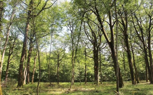 Parcelle 10 hectares
